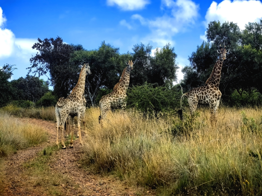 Commercial Property for Sale in Swartruggens North West